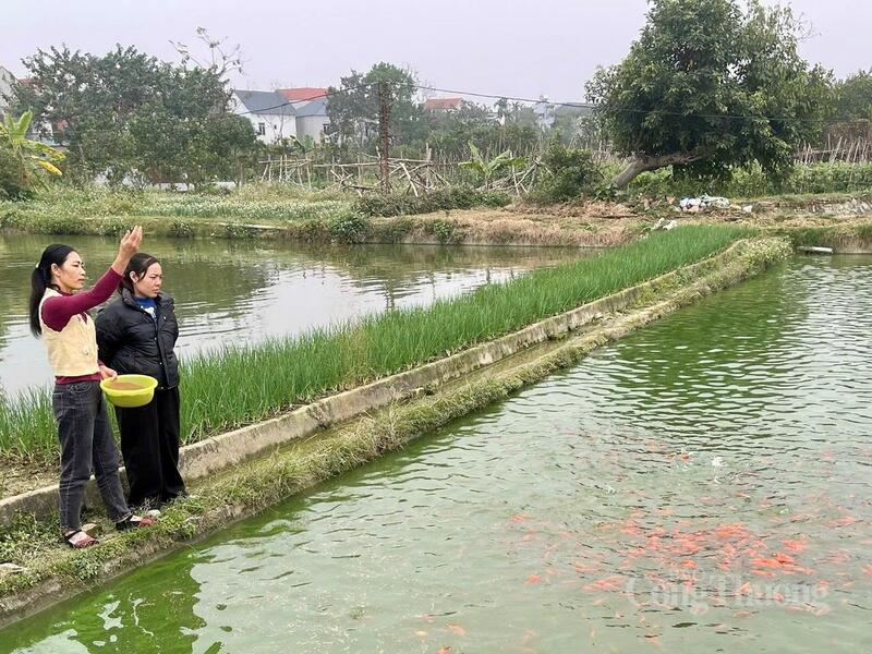 Vĩnh Hưng là một trong những địa phương có nghề nuôi cá truyền thống lâu đời của tỉnh Phú Thọ.