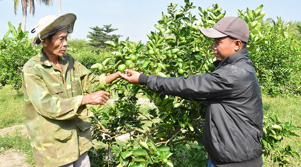 Vườn chanh không hạt của ông Đặng Văn Dư (bên trái) dự kiến cho sản lượng đạt 70% chất lượng trái phục vụ thị trường trước Tết Nguyên đán.