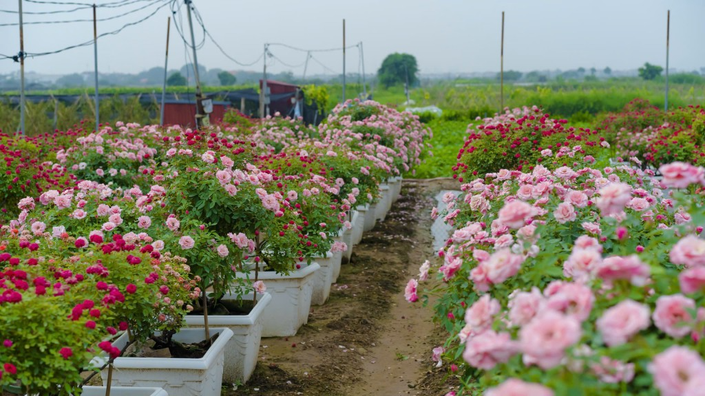 Gần Tết vườn hồng của gia đình anh Lê Văn Cả càng thêm rực rỡ