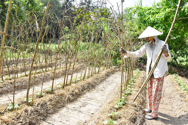 Bà Tô Thị Nhung làm giàn leo cho khổ qua để giảm chi phí đầu tư.