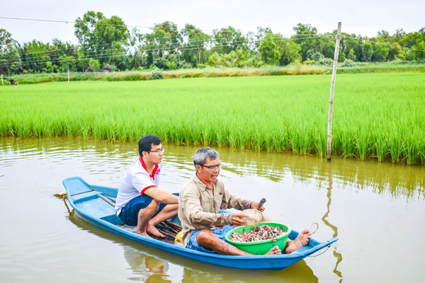 HTX Nông nghiệp Long Hiệp (xã Long Hiệp) sản xuất lúa gạo hữu cơ, kết hợp với nuôi tôm càng xanh.