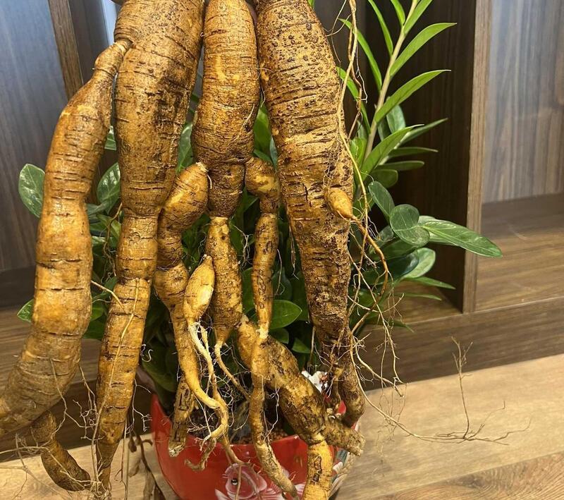 Để được thu hoạch, sâm Núi Dành trải qua thời gian trồng khá dài: 5 - 6 năm tuổi.