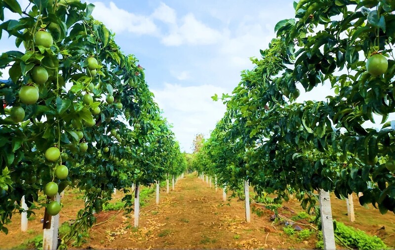 Chanh leo tiếp tục dẫn đầu trong nhóm ngành hàng rau quả với kim ngạch xuất khẩu tăng từ 41,6 triệu USD năm 2021 lên 112,8 triệu USD năm 2025. Ảnh minh họa