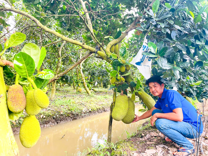 Anh Nguyễn Văn Châu Thanh phát triển mô hình trồng mít Thái theo hướng thâm canh, mang lại hiệu quả kinh tế ổn định.