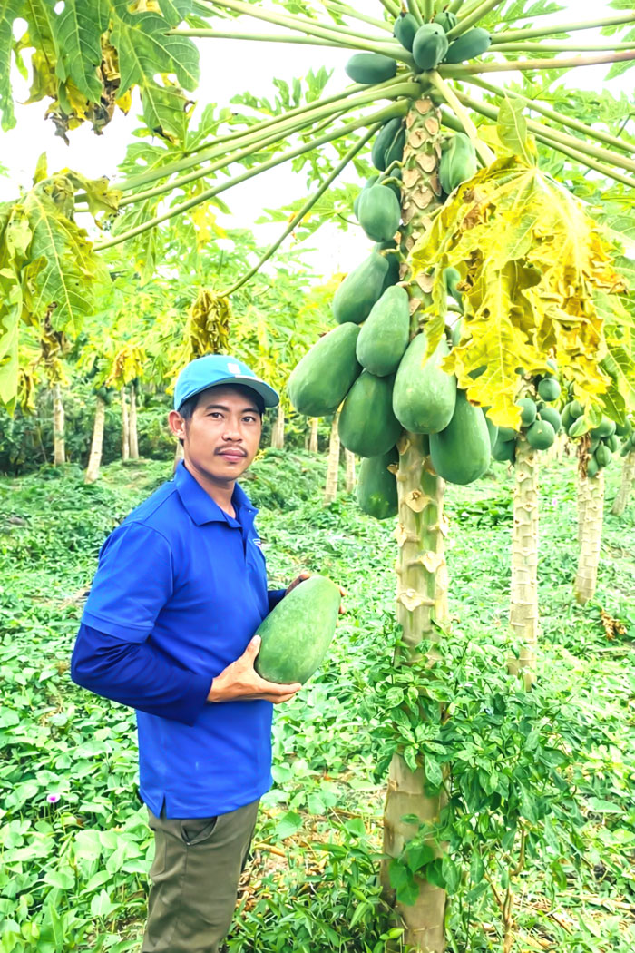 Mô hình trồng đu đủ Thái ruột vàng của anh Nguyễn Phúc Hậu.