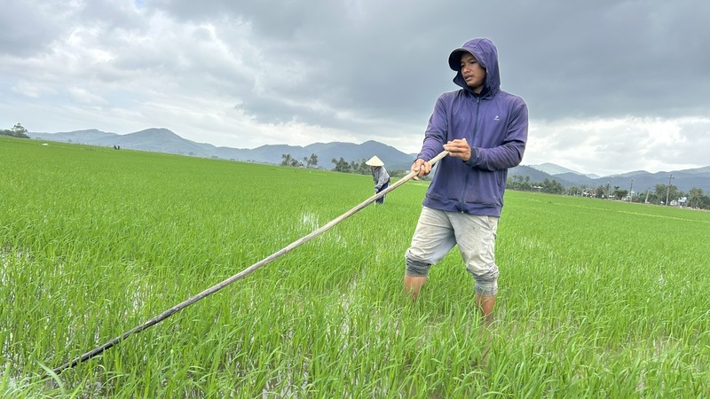 Người dân Đắk Lắk chăm sóc lúa vụ Đông Xuân. Ảnh: Vũ Long