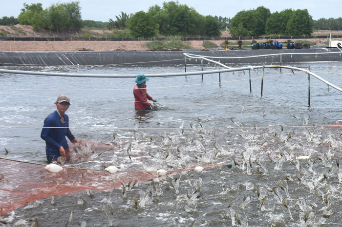 Nuôi tôm thẻ chân trắng tại xã Thạnh Hải.