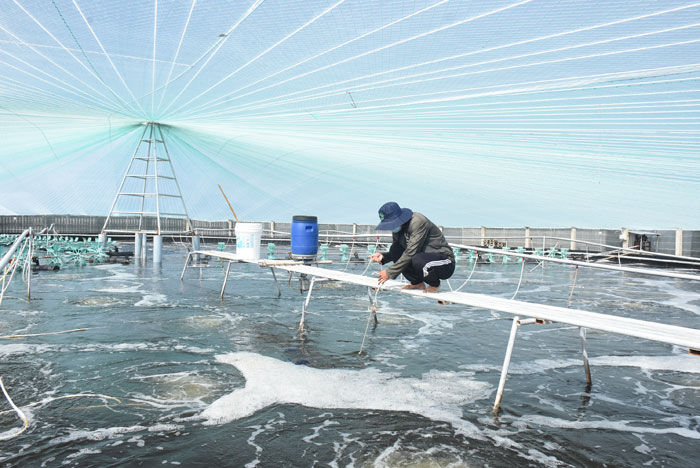 Nuôi tôm thẻ chân trắng tại xã Thạnh Hải.