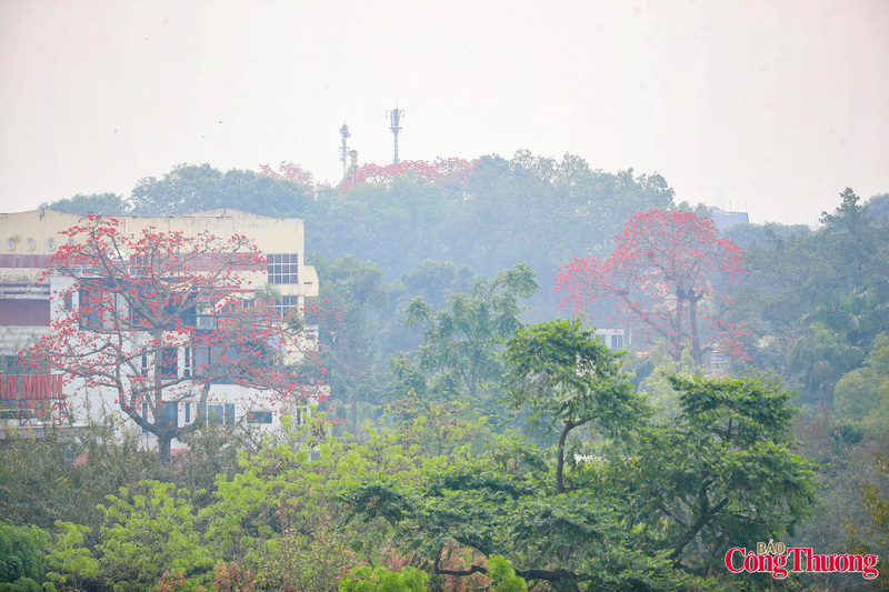 Tháng Ba về, cây hoa gạo ở Hà Nội lại bung nở, thắp lên sắc đỏ nổi bật giữa không gian xanh mát của những hàng cây cổ thụ. Mùa hoa ngắn ngủi nhưng đủ để trở thành một dấu ấn đặc biệt, thu hút người dân và du khách dừng chân chiêm ngưỡng, lưu lại những khoảnh khắc đẹp giữa lòng Thủ đô.