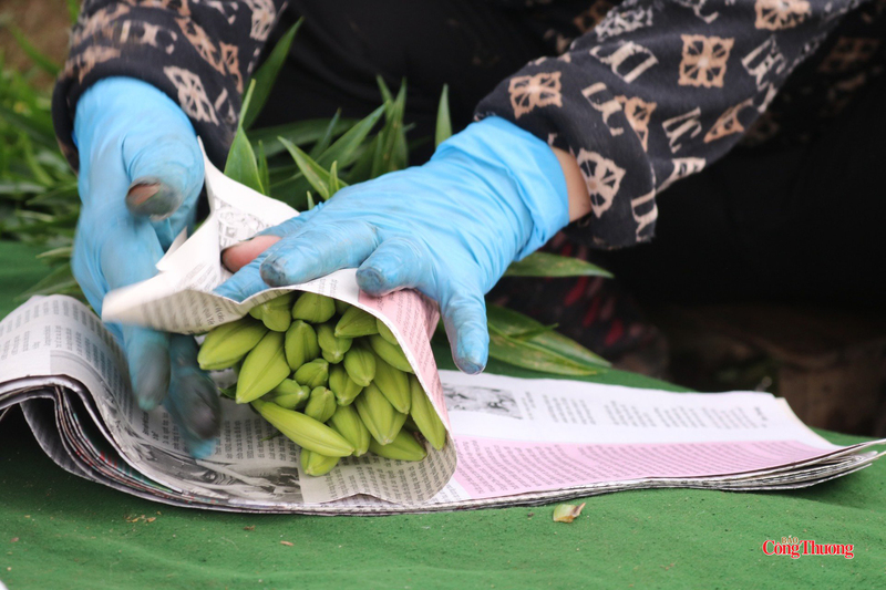 Bàn tay người trồng thoăn thoắt bó và phân loại hoa trước khi giao cho thương lái.