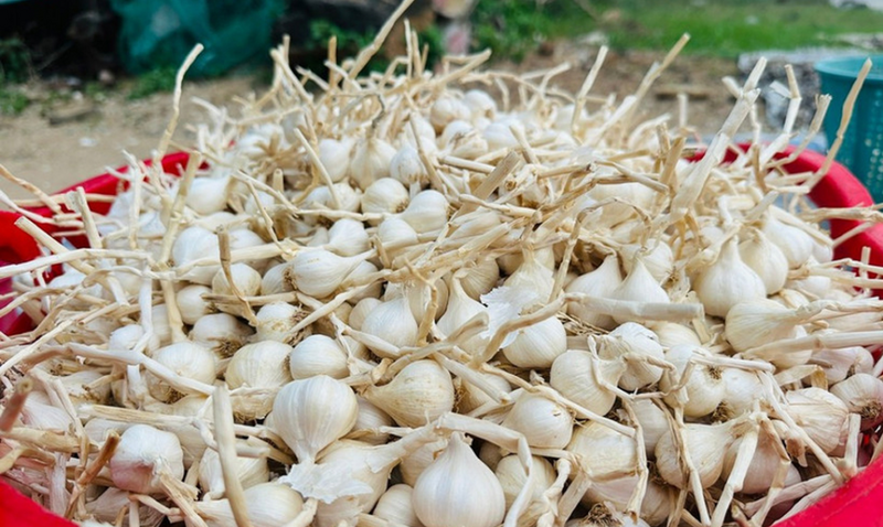 Được mùa mất giá, tỏi Lý Sơn chỉ còn 30.000 - 35.000 đồng/kg. Ảnh minh hoạ