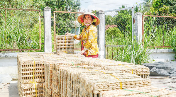 Nghề đan đát phát triển theo hướng đa dạng mẫu mã, gắn với tạo việc làm và tăng thu nhập cho lao động nông thôn. Ảnh: THẢO LY