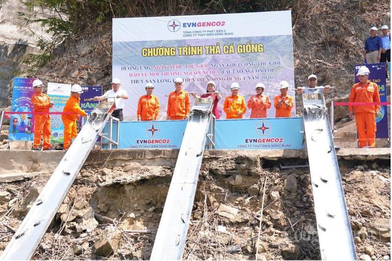 Thả hơn 30.000 con cá giống có giá trị kinh tế cao xuống hồ thủy điện Sông Bung 4 (xã Bến Giằng, TP. Đà Nẵng)