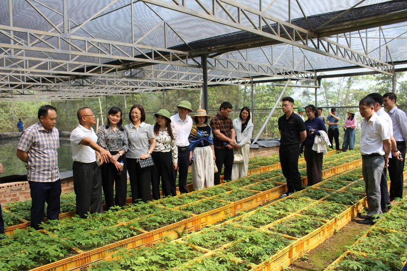 Đoàn công tác Ban Chỉ đạo phòng, chống tham nhũng, lãng phí, tiêu cực tỉnh Lạng Sơn do đồng chí Lương Trọng Quỳnh, Ủy viên Ban Thường vụ Tỉnh ủy, Trưởng Ban Nội chính Tỉnh ủy làm Trưởng đoàn, thăm mô hình trồng sâm Ngọc Linh.