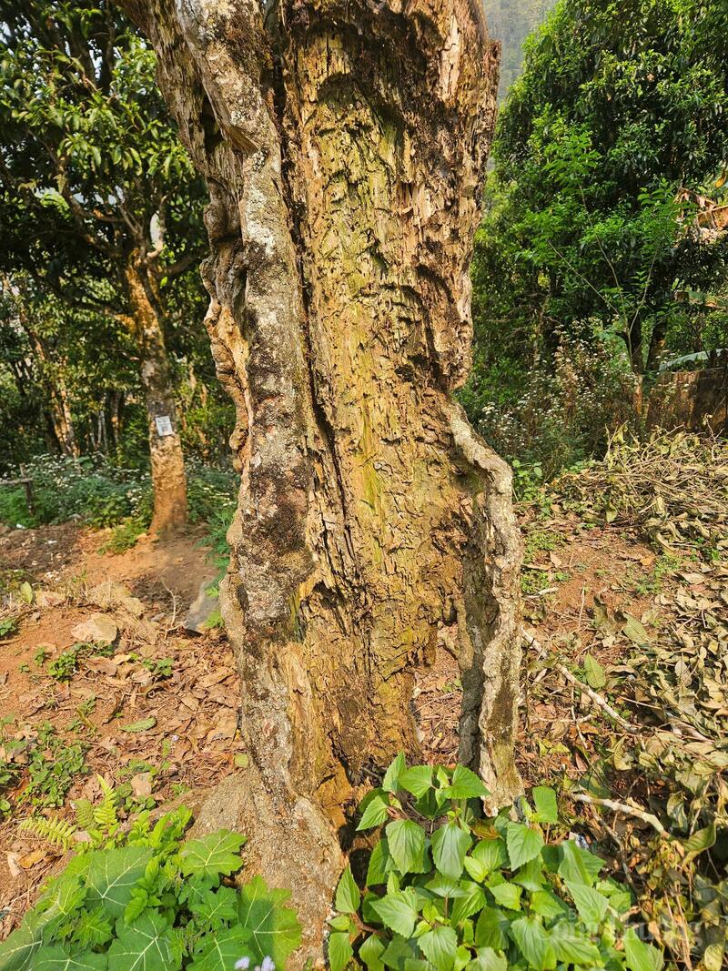 Những gốc chè cổ thụ mục ruỗng, rêu phong qua gần 3 thế kỷ.