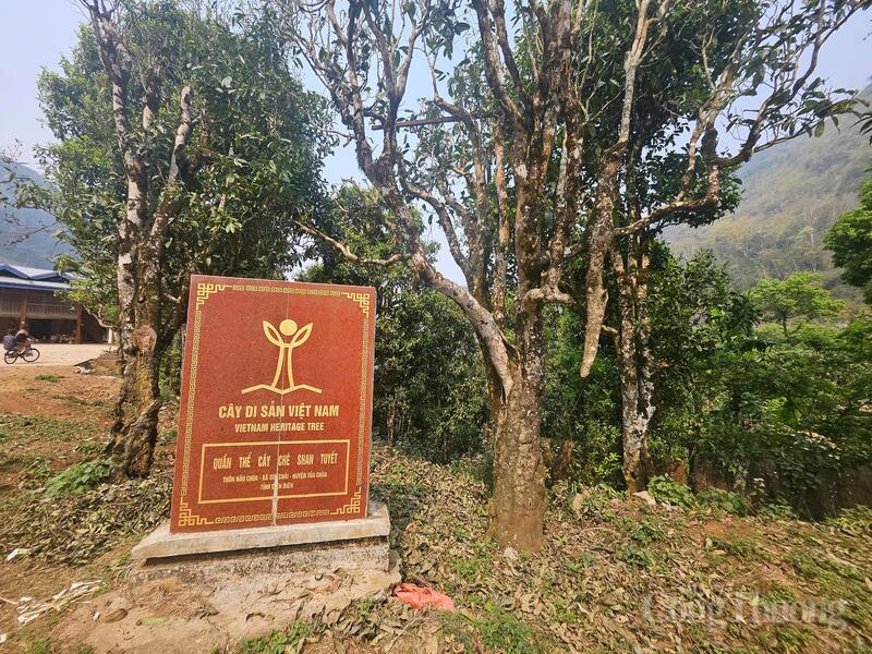 Tháng 9/2022, Hội Bảo vệ thiên nhiên và Môi trường Việt Nam đã công nhận quần thể 100 cây chè Shan tuyết cổ thụ tại thôn Sín Chải và Hấu Chua (thuộc huyện Tủa Chùa cũ) là Cây di sản Việt Nam.