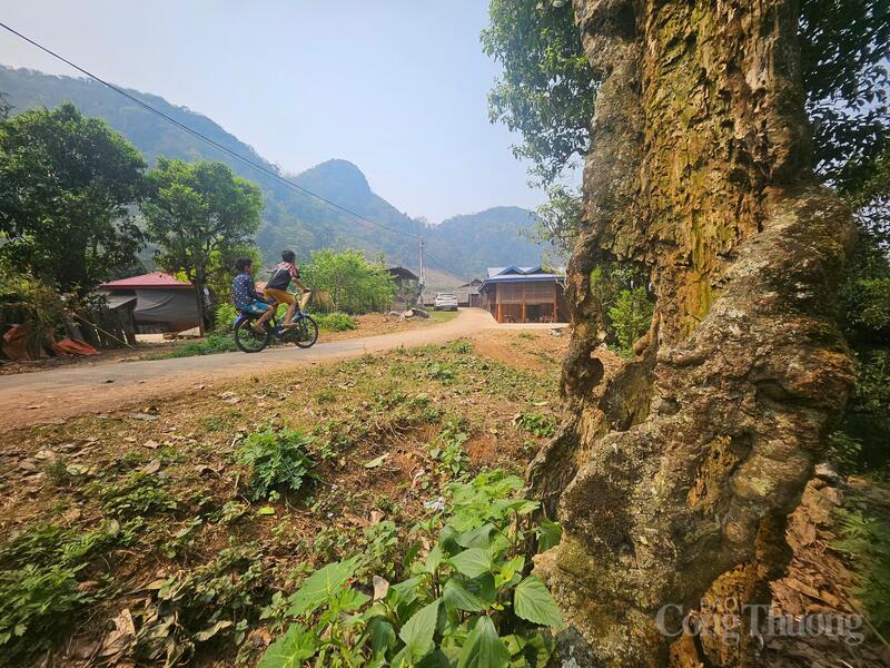 Dưới gốc chè 300 năm tuổi, nghe kể chuyện làm thương hiệu - 6