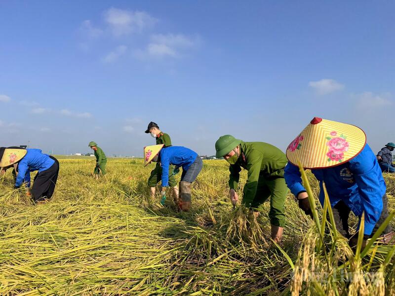Tại xã Đồng Lộc (Hà Tĩnh), lực lượng công an xã, Hội Liên hiệp Phụ nữ xã tổ chức gặt lúa đổ, tuốt lúa tại đồng và chở về cho hộ gia đình đặc biệt khó khăn là chị Phan Thị Tâm (chồng bị ung thư).