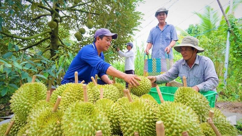 Thời gian qua, các hợp tác xã cùng ngành nông nghiệp địa phương đã tăng cường hỗ trợ kỹ thuật cho người dân thông qua đội ngũ chuyên môn tại các phường, xã.