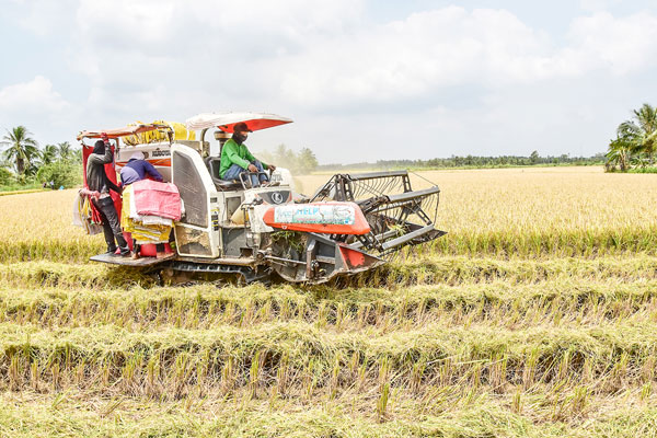 Nguồn lúa thu hoạch ổn định giúp gia tăng sản lượng gạo xuất khẩu.