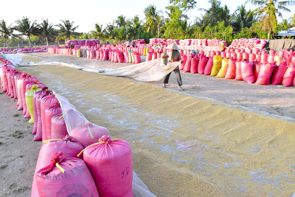 Vùng nguyên liệu lúa bảo đảm nguồn hàng cho chế biến và xuất khẩu, nâng cao hiệu quả của chuỗi giá trị lúa gạo.