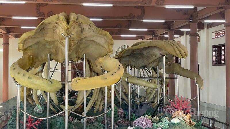 Dù không còn lớn như lúc ban đầu sau nhiều thời gian bào mòn nhưng hai bộ xương cá Ông này vẫn rất lớn. Ảnh: Nguyễn Dương