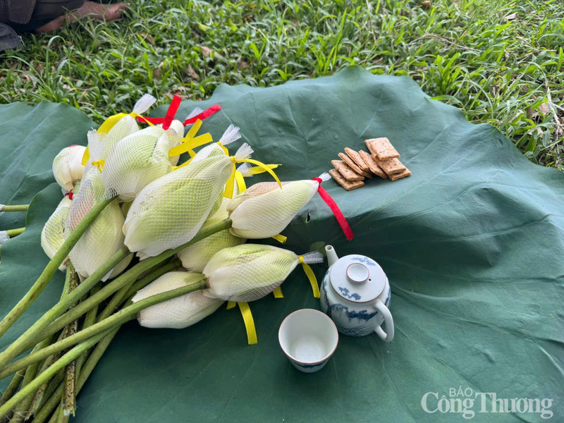 Những búp trà sen được thu hoạch