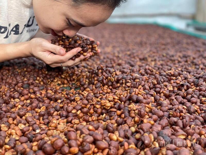 Mỗi hạt cà phê Khe Sanh đều thấm đẫm giọt mồ hôi và khát vọng vươn lên của đồng bào các dân tộc thiểu số nơi đây.