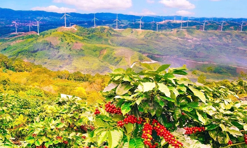 Sắc xanh của hòa bình trải dài trên những triền đồi Khe Sanh - nơi từng là