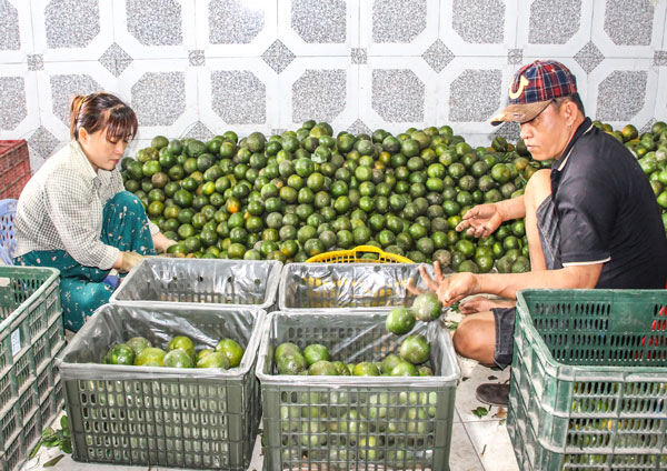 Nông dân thu hoạch cam sành tại xã Vĩnh Xuân.