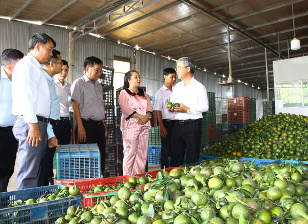 Phó Chủ tịch UBND tỉnh- Châu Văn Hòa (bìa phải) cùng đoàn công tác đến khảo sát hoạt động tại HTX Nông nghiệp Băng Lê (xã Vĩnh Xuân).