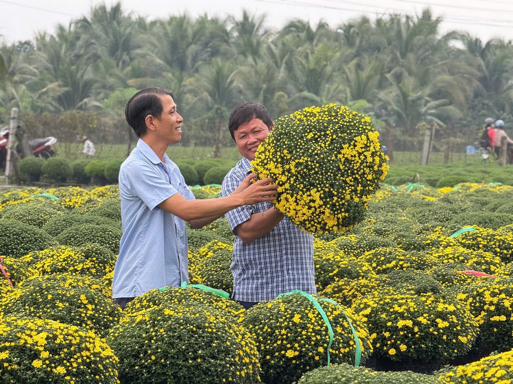 Cúc mâm xôi OCOP 3 sao - một trong những sản phẩm hoa kiểng chủ lực của xã Chợ Lách.