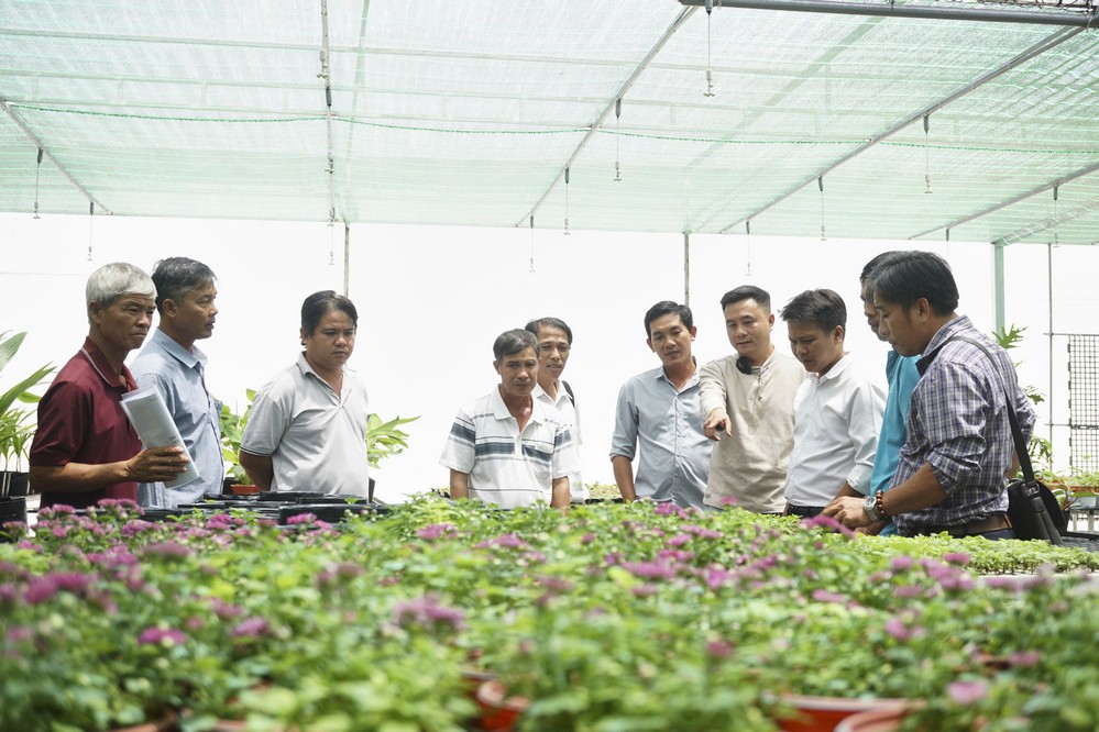Triển khai mô hình thí điểm cúc mâm xôi cấy mô phục vụ thị trường Tết 2027 tại xã Chợ Lách.