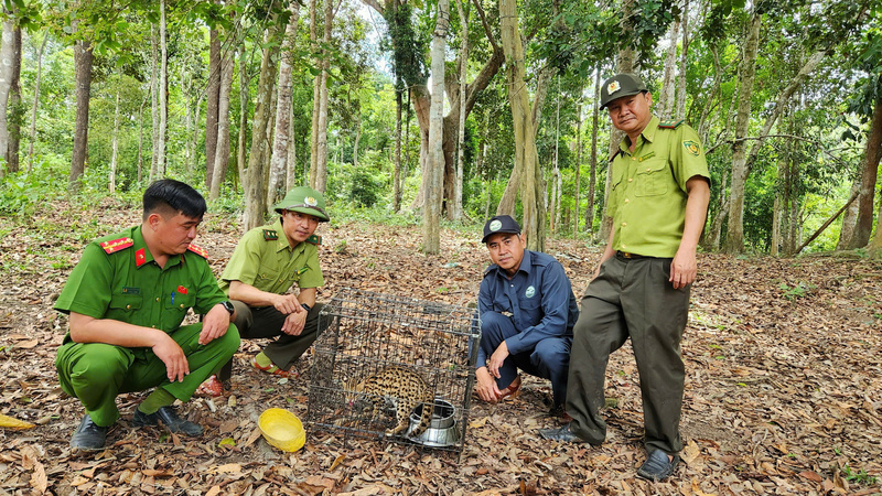 Lực lượng chức năng thả cá thể mèo rừng (Prionailurus bengalensis) về môi trường tự nhiên. Ảnh: ĐVCC