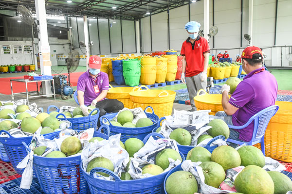 Bưởi da xanh là một trong những loại trái cây chủ lực của tỉnh đang phát triển xuất khẩu.