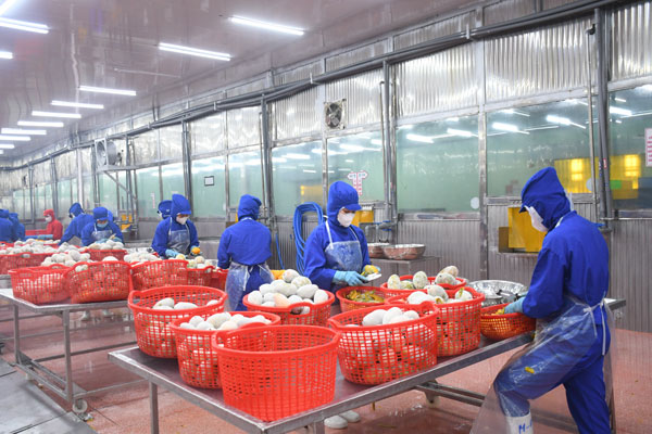 Chế biến xoài đông lạnh xuất khẩu, tại Cụm công nghiệp Long Phước, xã Giao Long.