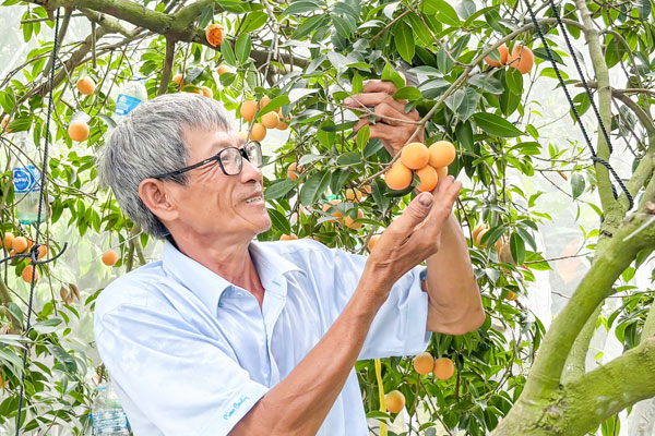 Nhờ trái thanh trà, thu nhập của nông hộ ở phường Đông Thành ngày càng cải thiện.