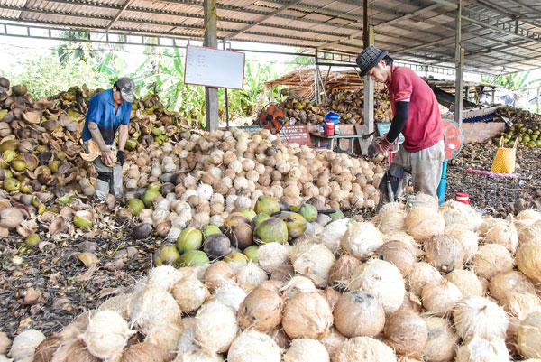 Trong mô hình liên kết 4P, cơ sở chế biến dừa xã Nhị Long tham gia liên kết chế biến và thu mua sản phẩm.