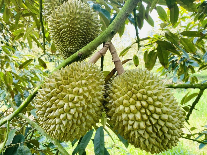 Trung Quốc vẫn là thị trường tiêu thụ lớn nhất, chiếm hơn một nửa tổng kim ngạch xuất khẩu rau quả của Việt Nam. Ảnh minh họa