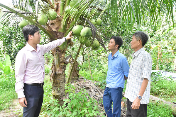 Vườn dừa sáp cấy phôi của nông dân Huỳnh Văn Đức (bên phải) được phát triển từ nguồn vốn tín dụng chính sách.