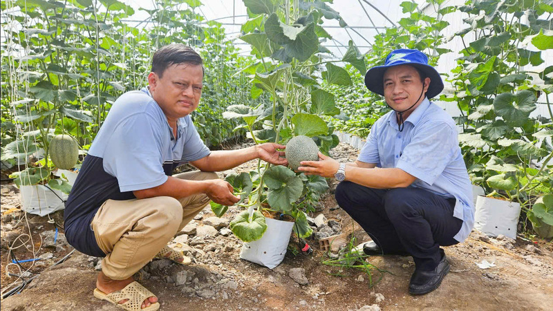 Trọng tâm của phường Long Bình là phát triển các vùng sản xuất tập trung đối với những cây trồng chủ lực. Ảnh: LB