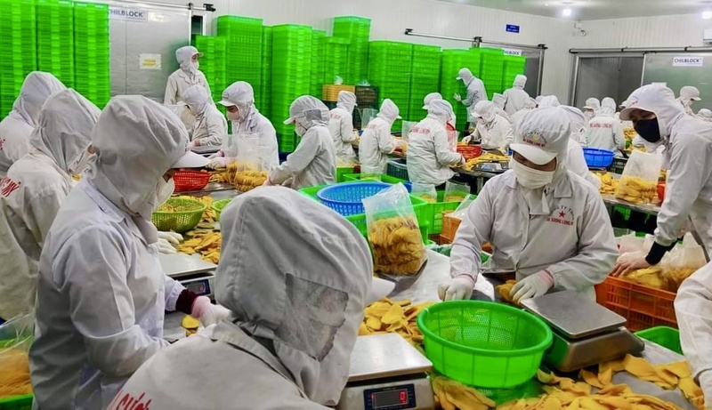 Trong 6 tháng đầu năm 2026, giá trị sản xuất ước đạt 916.667 triệu đồng, tăng 108,81% so với cùng kỳ. Ảnh: Công ty Ba Sương