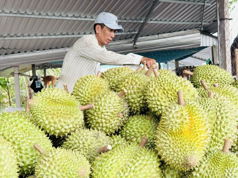 Giá sầu riêng trong nước đang có xu hướng giảm. Ảnh: Báo Nông nghiệp Việt Nam