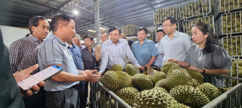 Đoàn công tác Bộ Nông nghiệp và Môi trường kiểm tra vùng trồng sầu riêng tại Đắk Lắk. Ảnh: Báo Nông nghiệp Việt Nam