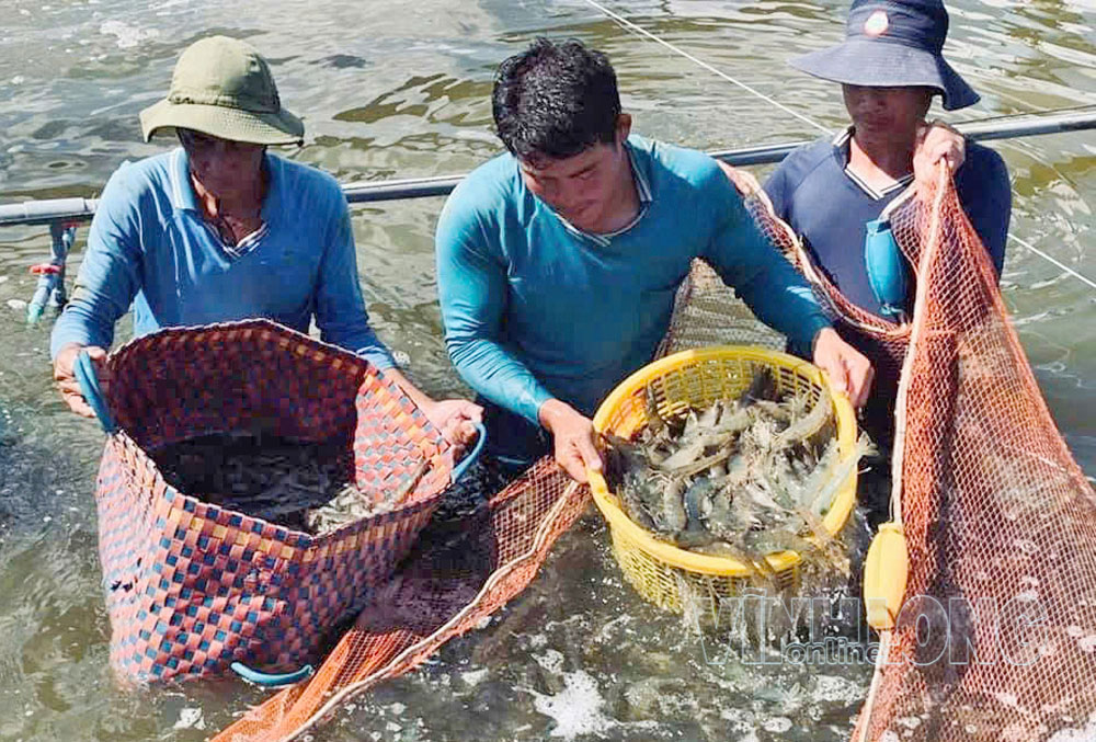 Người nuôi cần được trang bị kiến thức chuyên môn, kỹ năng quản lý ao nuôi, phòng chống dịch bệnh trên tôm. Ảnh: TRÀ MY