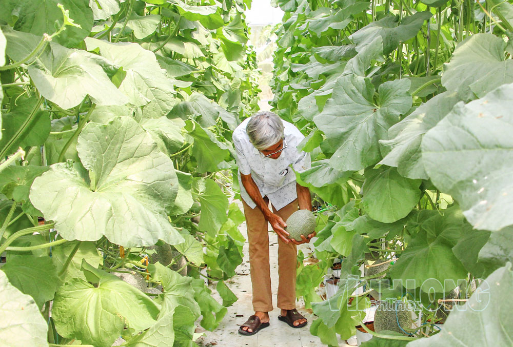 Ngành nông nghiệp đẩy mạnh phát triển diện tích sản xuất hữu cơ, ứng dụng công nghệ cao.
