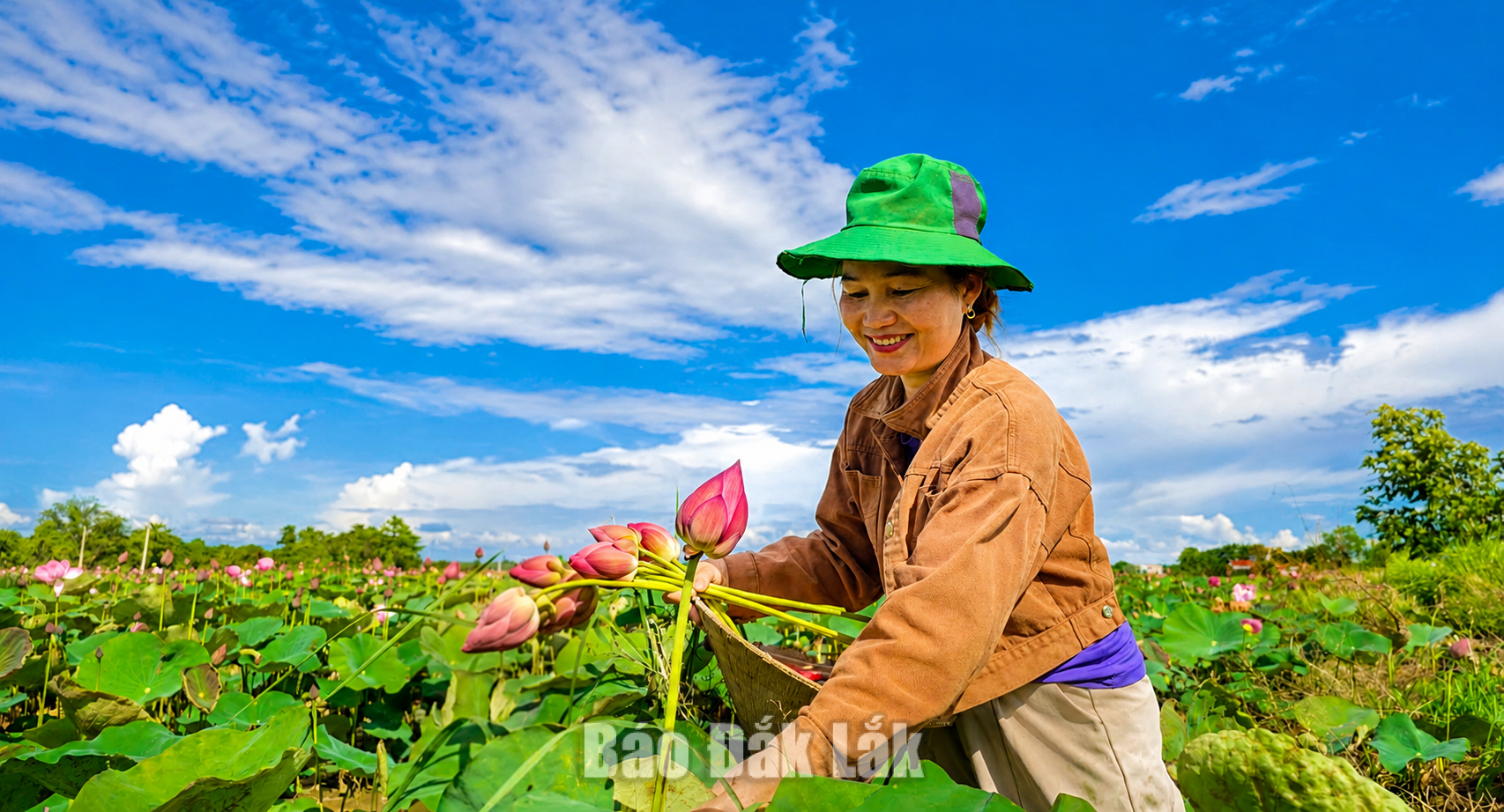 Người dân thu hoạch hoa sen.