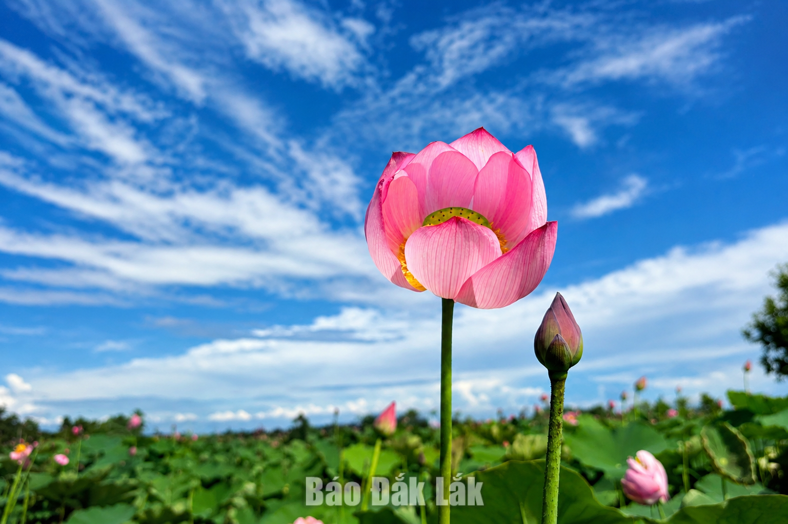 Giống sen Huế phù hợp với đất đai, khi hậu địa phương nên chất
