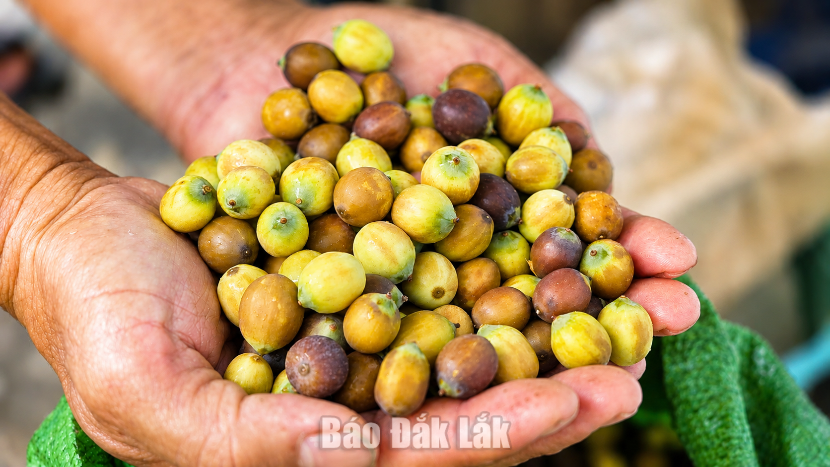Mỗi ha sen có thể cho thu hoạch 3 tấn/năm.