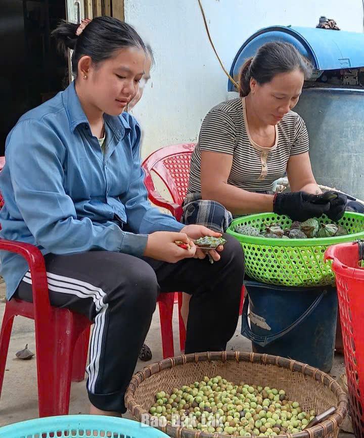 Bóc sen Để bảo đảm chất lượng, sau khi thu hoạch, sen được tách bóc chế biến ngay.